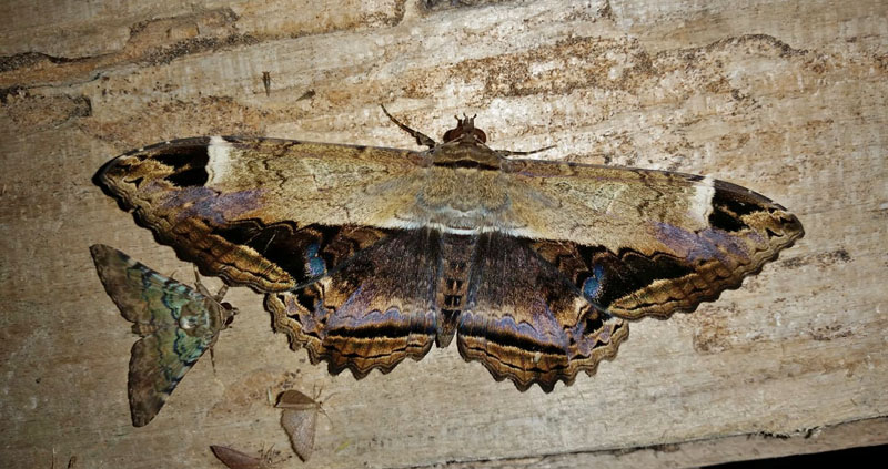 Letis occidua. Caranavi, Yungas, Bolivia november 30, 2018. Photographer; Peter Møllmann