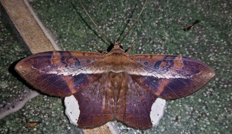 Hemeroblemma leontia. Caranavi, Yungas, Bolivia november 30, 2018. Photographer; Peter Mllmann