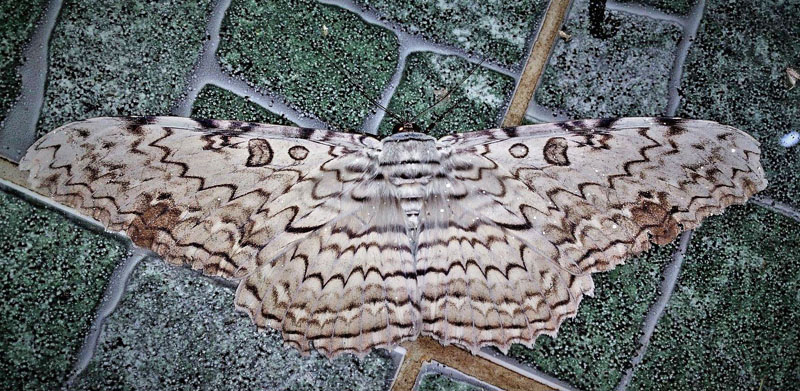 White Witch, Thysania agrippina.. Caranavi, Yungas, Bolivia december 31, 2018. Photographer; Peter Mllmann