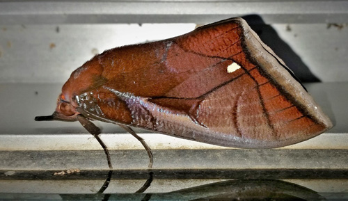 Tropical Fruit-piercing Moth, Graphigona regina (Guene, 1852). .Caranavi, Yungas, Bolivia february 1, 2019. Photographer; Peter Mllmann