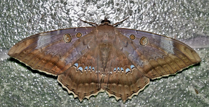 Owlet Moth, Cyclopis caecutiens (Hübner, 1821). Caranavi, Yungas, Bolivia january4, 2019. Photographer; Peter Møllmann