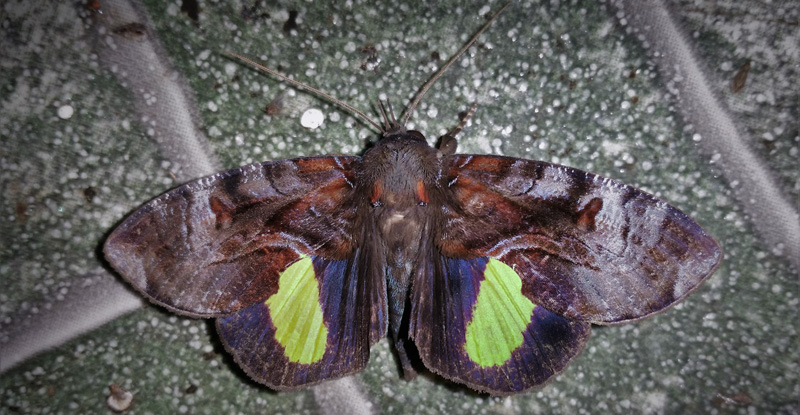 Maybe a Ferenta stolliana (Stoll, 1782)? Caranavi, Yungas, Bolivia february 10, 2019. Photographer; Peter Mllmann