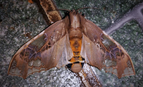 Parathyris cedonulli (Stoll, [1781]). Family: Erebidae. Subfamily: Arctiinae. Caranavi, Yungas, Bolivia february 16, 2019. Photographer; Peter Møllmann