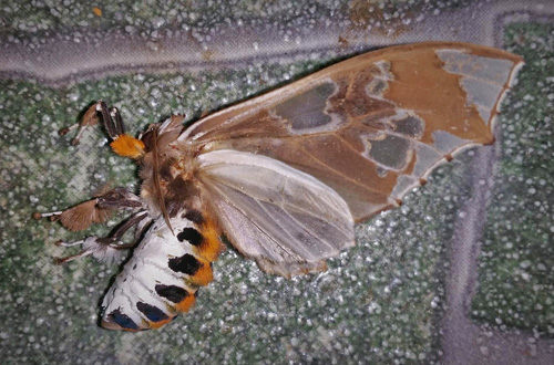 Parathyris cedonulli (Stoll, [1781]). Family: Erebidae. Subfamily: Arctiinae. Caranavi, Yungas, Bolivia february 16, 2019. Photographer; Peter Mllmann