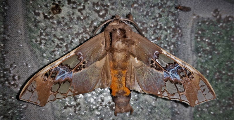 Parathyris cedonulli (Stoll, [1781]) male. Family: Erebidae. Subfamily: Arctiinae. Caranavi, Yungas, Bolivia february 21, 2019. Photographer; Peter Mllmann