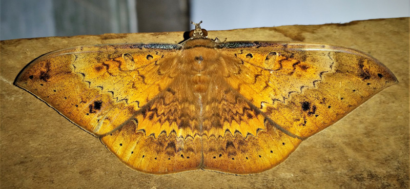 Hemeroblemma opigena (Drury, 1773). Caranavi, Yungas, Bolivia february 1, 2019. Photographer; Peter Mllmann