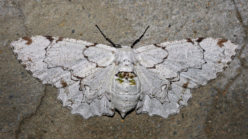 Ennominae species. Geometridae fam. Caranavi, Yungas, Bolivia december 3, 2018. Photographer; Peter Mllmann