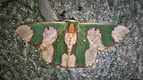 Blotch-marked Emerald, Oospila albicoma ssp. matura (Prout, 1933). Family: Geometridae. Caranavi, Yungas, Bolivia february 13, 2019. Photographer; Peter Møllmann