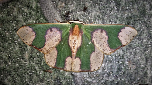 Blotch-marked Emerald, Oospila albicoma ssp. matura (Prout, 1933). Family: Geometridae. Caranavi, Yungas, Bolivia february 13, 2019. Photographer; Peter Mllmann