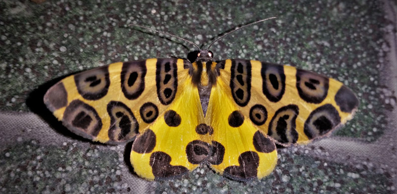 Leopard Moth, Pantherodes sp. Family: Geometridae. Caranavi, Yungas, Bolivia february 24, 2019. Photographer; Peter Mllmann