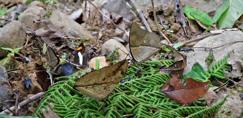 Broncini, near Caranavi, Yungas, Bolivia december 4, 2018. Photographer; Peter Mllmann