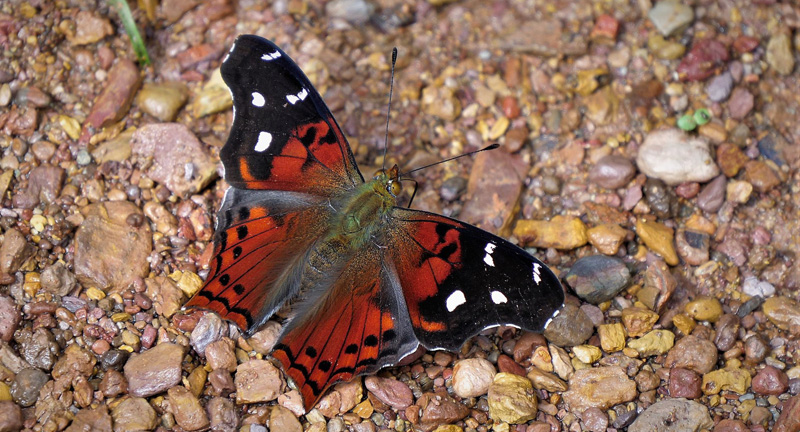 Red Mapwing, Hypanartia kefersteini. (Doubleday, 1847). Caranavi, Yungas, Bolivia january 8, 2018. Photographer; Peter Mllmann