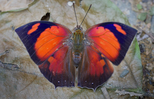 Pointed Leafwing, Fountainea eurypyle (C. & R. Felder, 1862). Broncini, near Caranavi, Yungas, Bolivia december 4, 2018. Photographer; Peter Mllmann