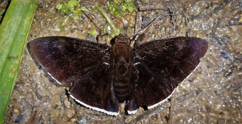 Satanic Skipper, Aethilla eleusinia (Hewitson, 1868). Copacabana, Caranavi, Yungas, Bolivia december 22, 2018. Photographer; Peter Mllmann