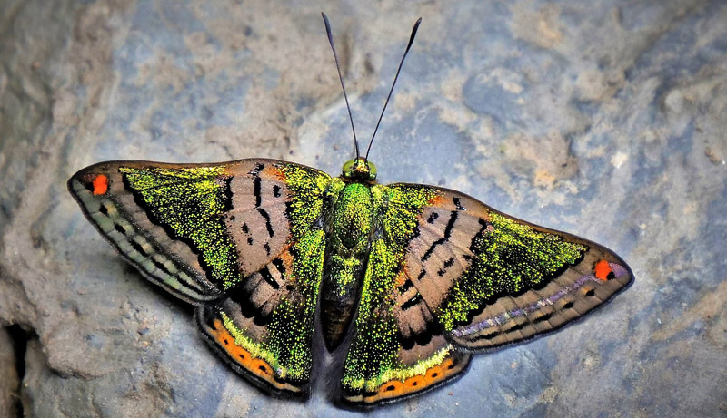 Green Mantle, Caria mantinea lampeto (Godman & Salvin, 1886).  Highlands near Caranavi, Yungas, Bolivia december 11, 2018. Photographer; Peter Mllmann