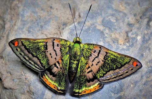 Green Mantle, Caria mantinea lampeto (Godman & Salvin, 1886).  Highlands near Caranavi, Yungas, Bolivia december 11, 2018. Photographer; Peter Mllmann