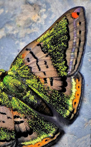 Green Mantle, Caria mantinea lampeto (Godman & Salvin, 1886).  Highlands near Caranavi, Yungas, Bolivia december 11, 2018. Photographer; Peter Mllmann