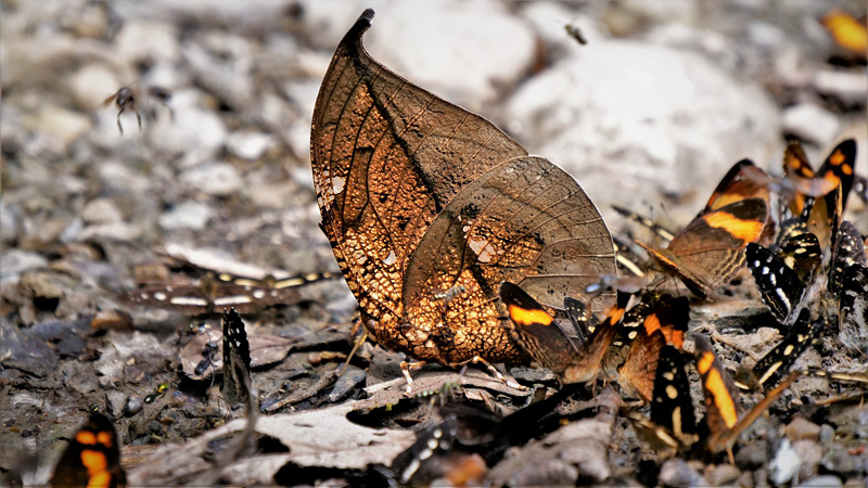 Magnificent Leafwing, Coenophlebia archidona. Old hotspot near near Caranavi, Yungas, Bolivia december 8, 2018. Photographer; Peter Mllmann