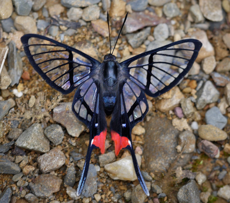 Fabricius Angel, Chorinea octauius (Fabricius, 1787). Broncini, near Caranavi, Yungas, Bolivia december 4, 2018. Photographer; Peter Mllmann