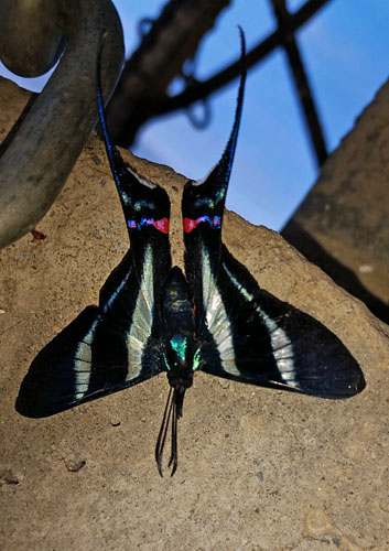 Sword-tailed Doctor, Rhetus arcius huana (Saunders, 1859). Caranavi, Yungas, Bolivia december 1, 2018. Photographer; Peter Mllmann