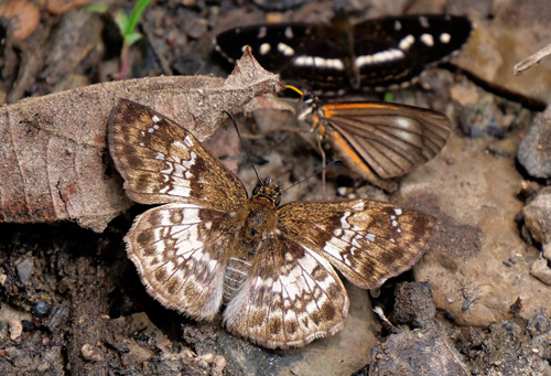 Tanned Hoary-Skipper, Carrhenes fuscescens ssp. conia (Evans, 1953). Old hotspot near Caranavi, Yungas, Bolivia december 6, 2018. Photographer; Peter Mllmann