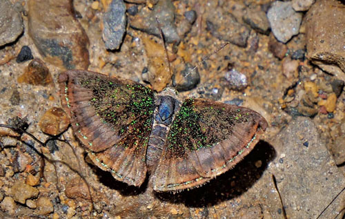 Caria chrysame (Hewitson 1874). Copacabana, Caranavi, Yungas, Bolivia december 26, 2018. Photographer; Peter Mllmann