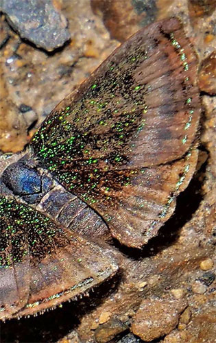 Caria chrysame (Hewitson 1874). Copacabana, Caranavi, Yungas, Bolivia december 26, 2018. Photographer; Peter Mllmann