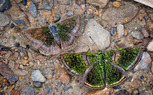 Caria chrysame (Hewitson 1874) and Brillantina, Caria plutargus (Fabricius, 1793).  Copacabana, Caranavi, Yungas, Bolivia december 26, 2018. Photographer; Peter Møllmann