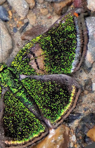 Caria chrysame (Hewitson 1874) and Brillantina, Caria plutargus (Fabricius, 1793).  Copacabana, Caranavi, Yungas, Bolivia december 26, 2018. Photographer; Peter Mllmann