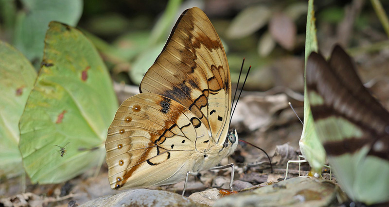 Archaeoprepona licomedes. Broncini, near Caranavi, Yungas, Bolivia december 4, 2018. Photographer; Peter Mllmann