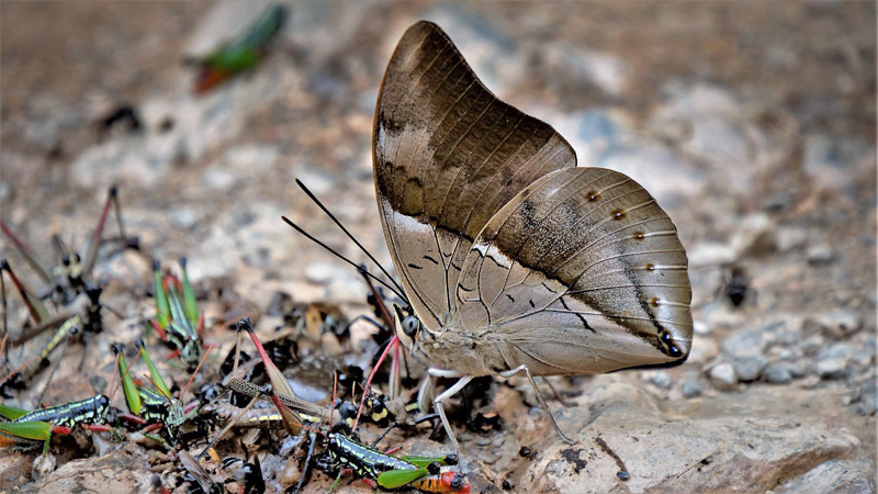 Archaeoprepona (Noreppa) chromus (Gurin-Mnville, 1844).  Highlands near Caranavi, Yungas, Bolivia december 12, 2018. Photographer; Peter Mllmann