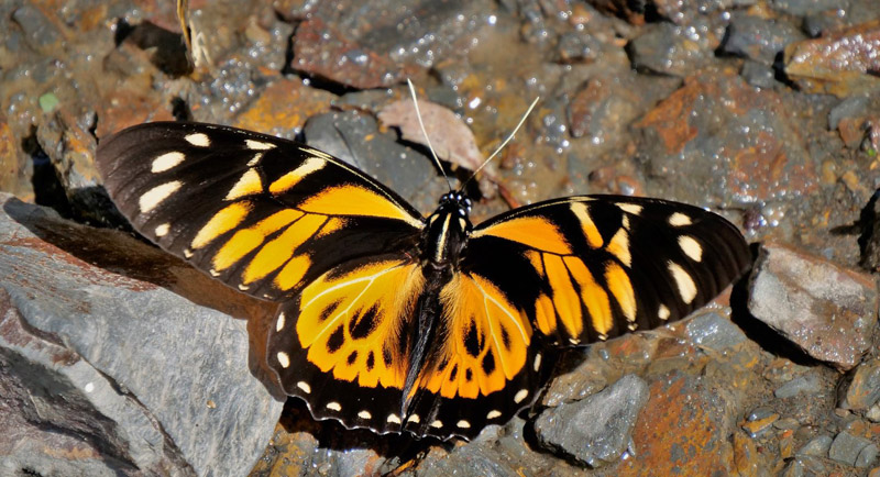 Mimic Swallowtail, Pterourus zagreus ssp. chrysoxanthus (Fruhstorfer, 1915). Caranavi, Yungas, Bolivia december 10, 2018. Photographer; Peter Mllmann