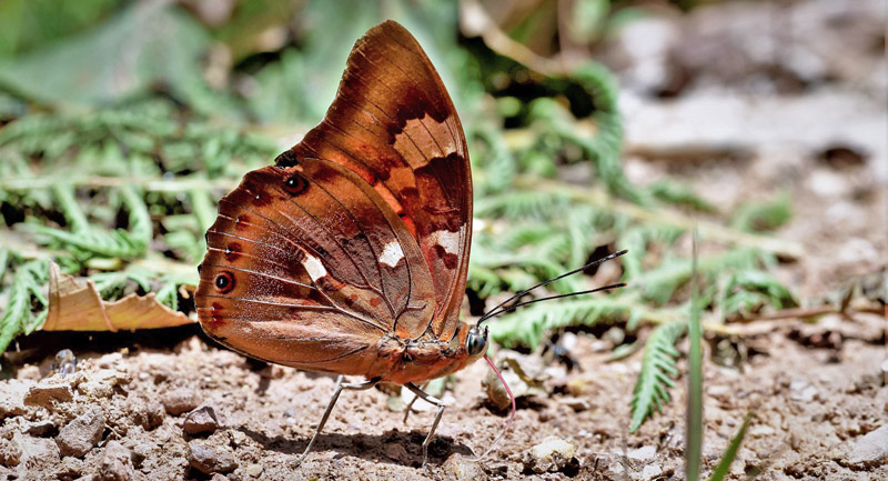 Red Blue Shoemaker, Prepona praeneste ssp. buckleyana (Hewitson, 1876).    Caranavi Highlands, Yungas, Bolivia december 12, 2018. Photographer; Peter Mllmann