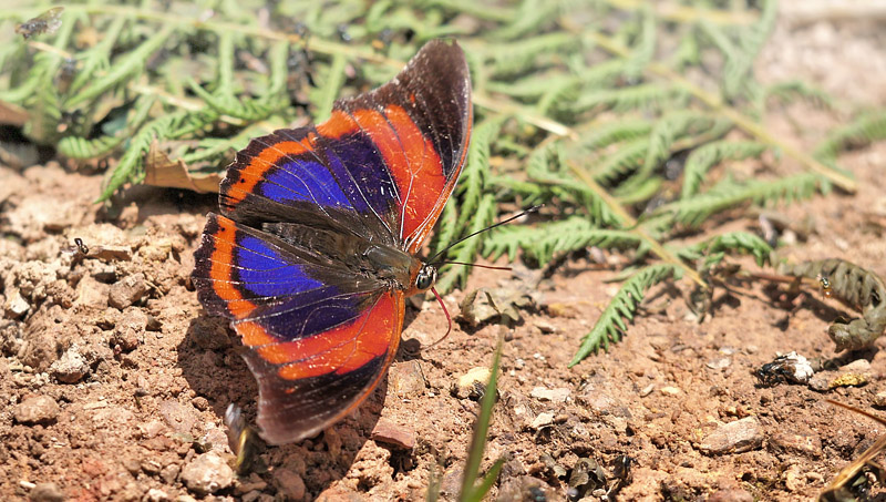 Red Blue Shoemaker, Prepona praeneste ssp. buckleyana (Hewitson, 1876).    Caranavi Highlands, Yungas, Bolivia december 12, 2018. Photographer; Peter Mllmann