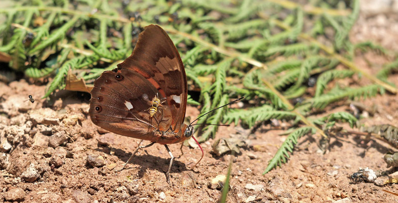 Red Blue Shoemaker, Prepona praeneste ssp. buckleyana (Hewitson, 1876).    Caranavi Highlands, Yungas, Bolivia december 12, 2018. Photographer; Peter Mllmann