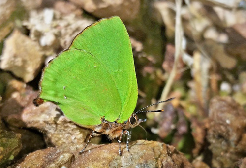 Clench's Greenstreak, Cyanophrys pseudolongula (Clench, 1944).  Highlands near Caranavi, Yungas, Bolivia december 12, 2018. Photographer; Peter Mllmann