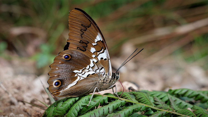 Orange-spotted Prepona, Prepona deiphile ssp. xenagoras (Hewitson, 1875) male.  Caranavi Highlands, Yungas, Bolivia december 11, 2018. Photographer; Peter Mllmann