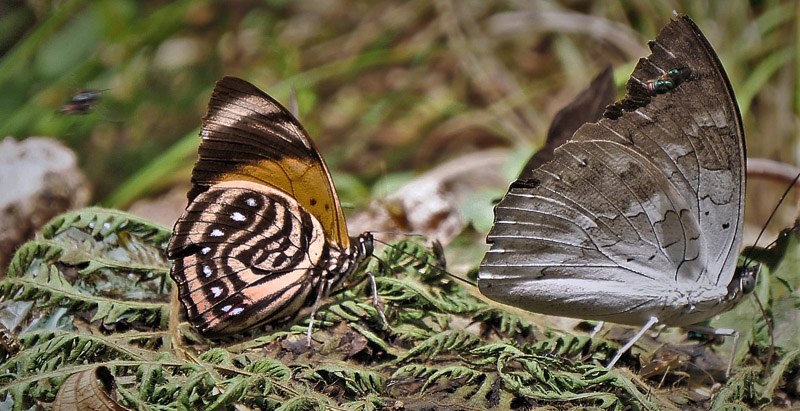 White-spotted Agrias. Prepona (Agrias) amydon ssp. boliviensis (Fruhstorfer, 1895) male.   Caranavi Highlands, Yungas, Bolivia december 12, 2018. Photographer; Peter Mllmann