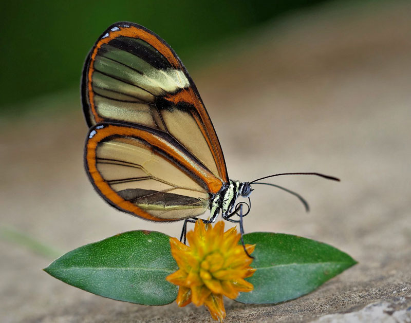 Yellow-legged Glasswing, Episcada clausina. Mallacita, Caranavi, Yungas, Bolivia december 2, 2018. Photographer; Peter Mllmann