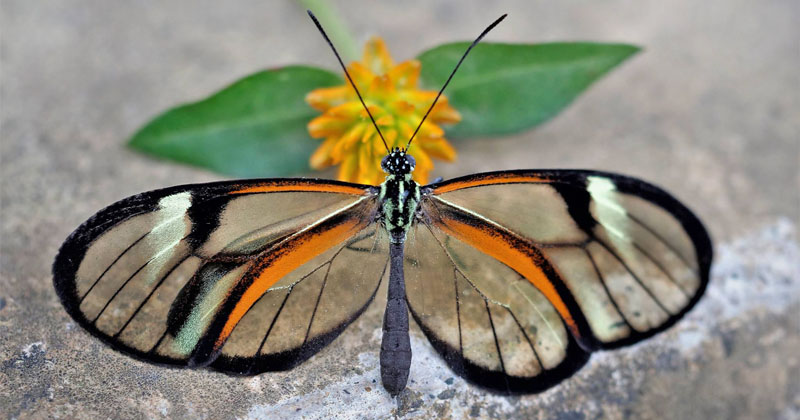 Yellow-legged Glasswing, Episcada clausina. Mallacita, Caranavi, Yungas, Bolivia december 2, 2018. Photographer; Peter Mllmann