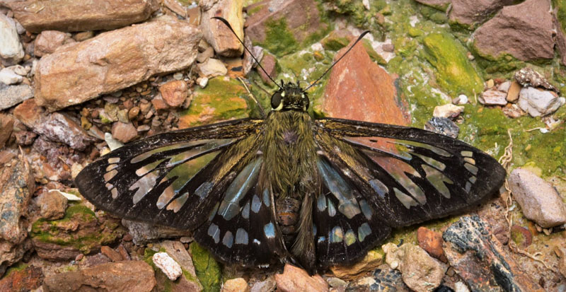 Ant-bird Skipper, Phanus vitreus (Stoll, 1781). 1875) male.  Caranavi Highlands, Yungas, Bolivia december 11, 2018. Photographer; Peter Mllmann