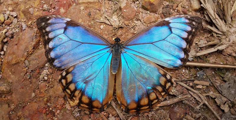 Aurora Morpho, Morpho aurora (Westwood, 1851) female. Caranavi Highlands, Yungas, Bolivia december 11, 2018. Photographer; Peter Mllmann