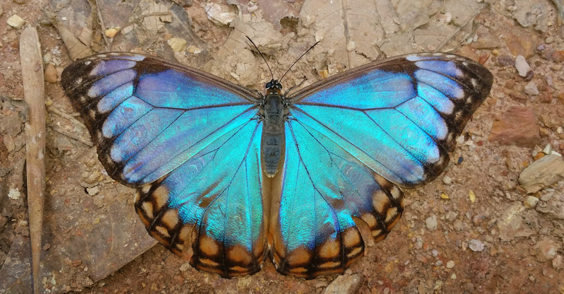 Aurora Morpho, Morpho aurora (Westwood, 1851) female. Caranavi Highlands, Yungas, Bolivia december 11, 2018. Photographer; Peter Mllmann