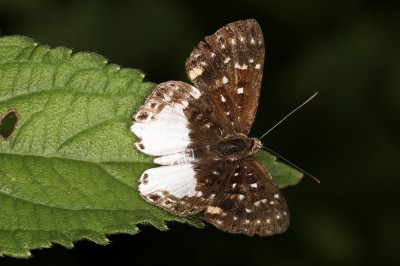 Zygia Metalmark, Lemonias zygia (Hbner, 1807) female.  Caranavi, Yungas, Bolivia  january 8, 2019. Photographer; Frank Aalestrup