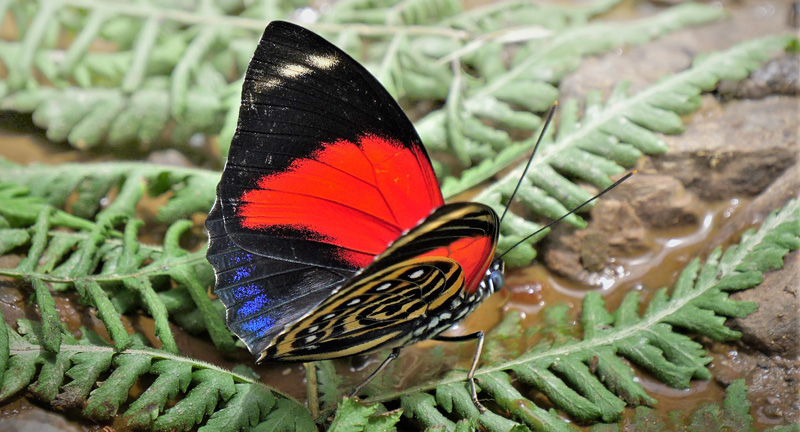 White-spotted Agrias. Prepona (Agrias) amydon ssp. ferdinandi (Fruhstorfer, 1895) male. Caranavi, Yungas, Bolivia february 24, 2019. Photographer; Peter Mllmann