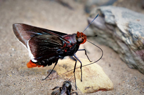 Thrasea Skipper, Thracides thrasea (Hewitson, 1866). Caranavi Highlands, Yungas, Bolivia  february 6, 2019. Photographer; Peter Mllmann