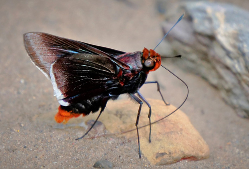 Thrasea Skipper, Thracides thrasea (Hewitson, 1866). Caranavi Highlands, Yungas, Bolivia  february 6, 2019. Photographer; Peter Mllmann