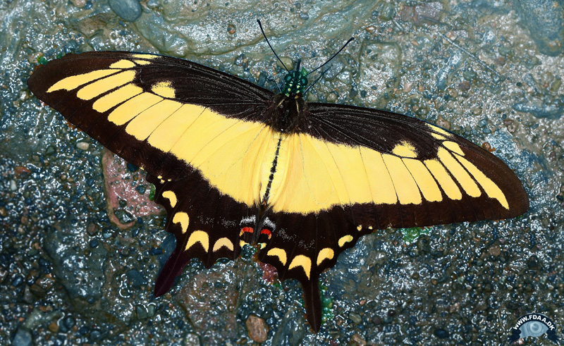 Broad-banded Swallowtail, Herachlides astyalus ssp. phanias (Rothschild & Jordan, 1906). Highlands near Caranavi, Yungas, Bolivia  january 19, 2019. Photographer; Frank Aalestrup