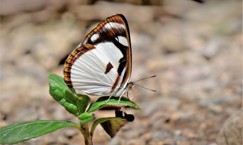 Anubis Sailor, Dynamine anubis (Hewitson, 1859). Caranavi Highlands, Yungas, Bolivia  january 22, 2019. Photographer; Peter Mllmann