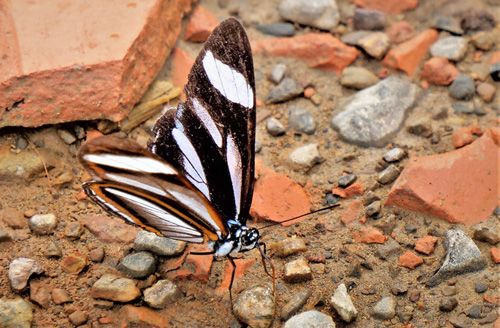 Azeca Banner, Vila azeca (E. Doubleday, 1848), ,Caranavi, Yungas, Bolivia february 14, 2019. Photographer; Peter Møllmann